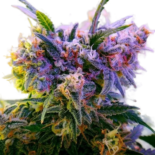 Aurora Indica