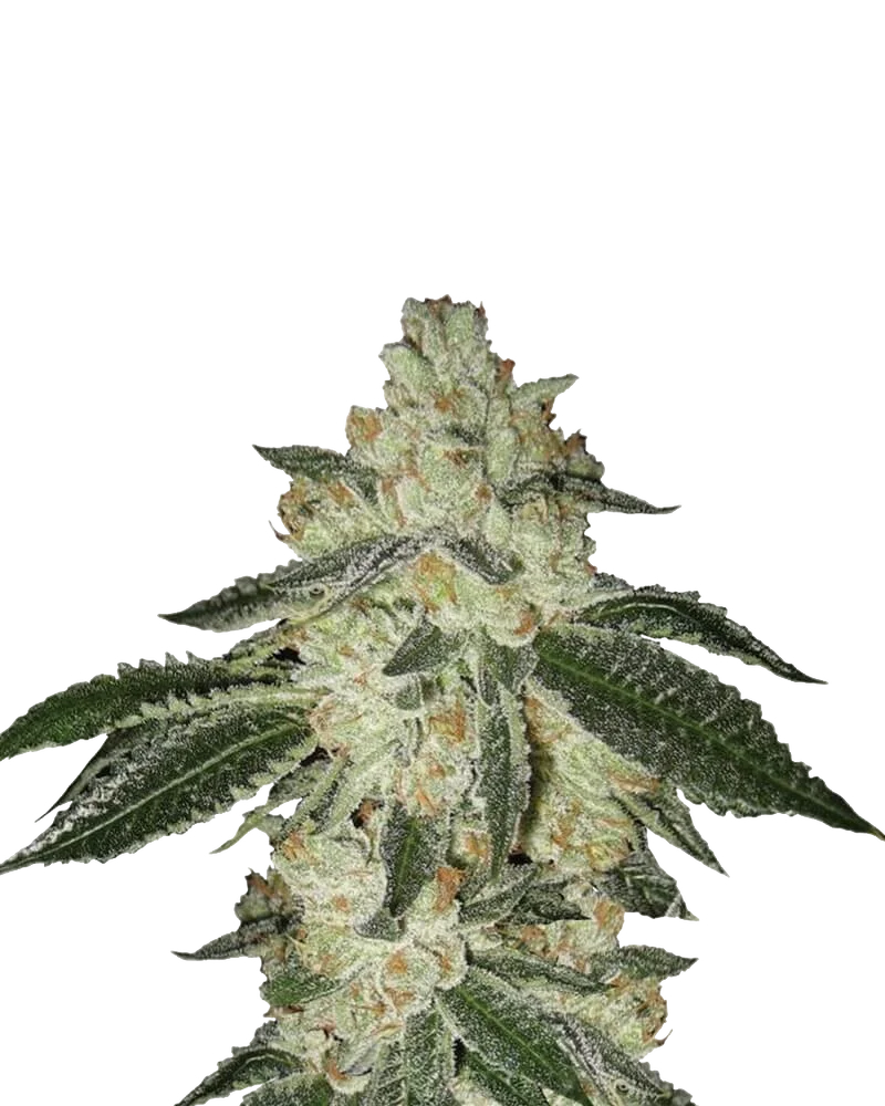 Aurora Indica Auto – Produktansicht