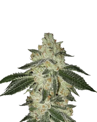 Aurora Indica Auto