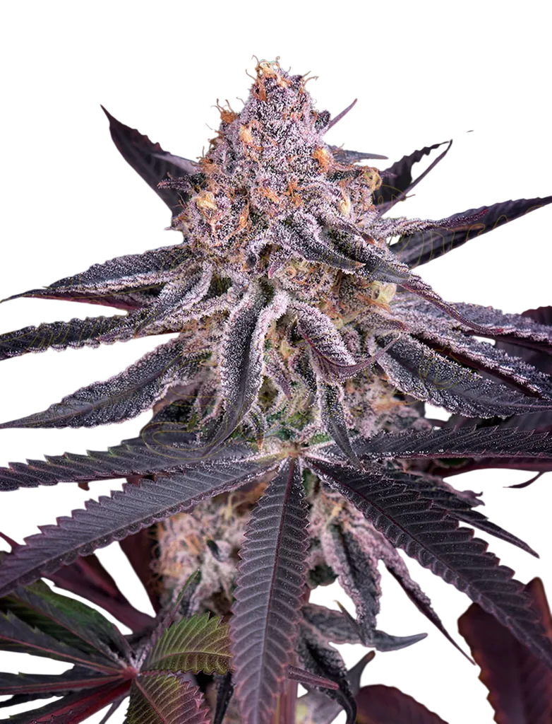 Kings Juice | PHOTOFEM | Greenhouse Seed Co.