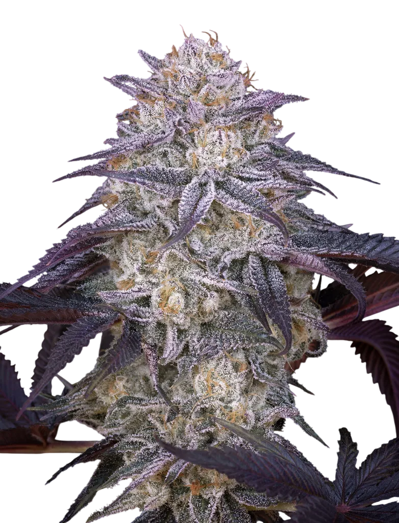 Kings Juice Auto | AUTOFEM | Greenhouse Seed Co.