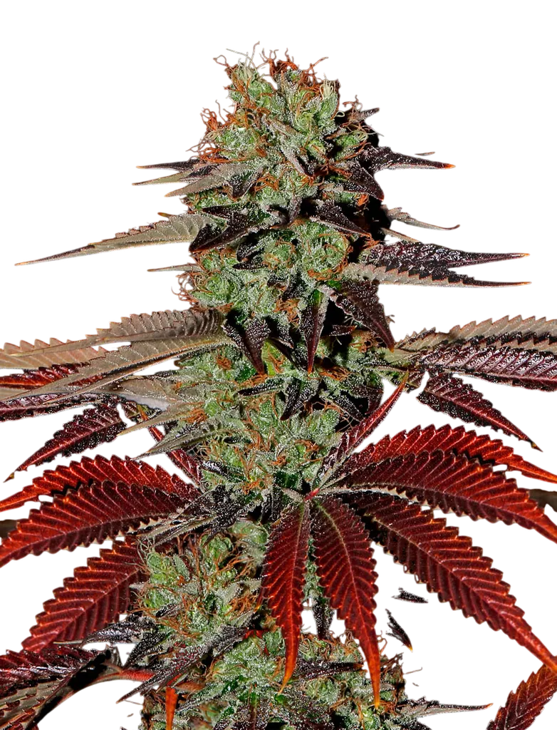 Kings Kush Auto | AUTOFEM | Greenhouse Seed Co.