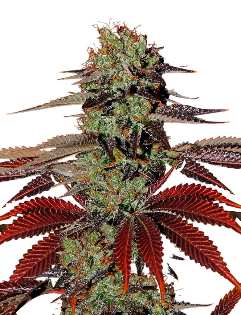 Kings Kush Auto – Produktansicht
