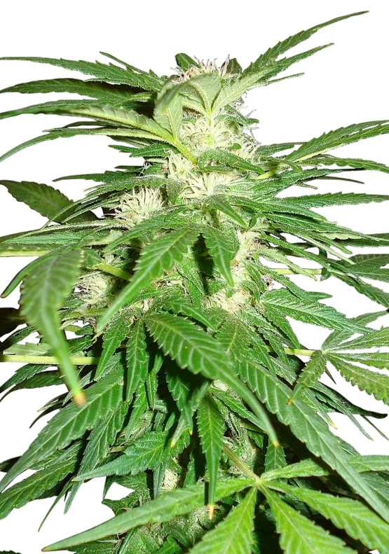 Aurora Indica – Produktansicht