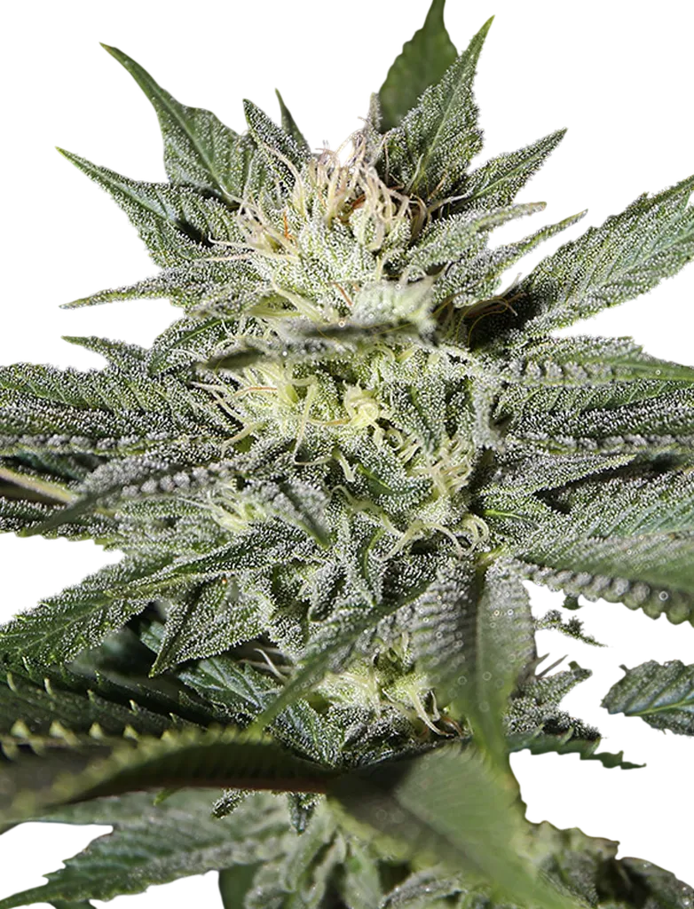 Kings Kush CBD | PHOTOFEM | Greenhouse Seed Co.