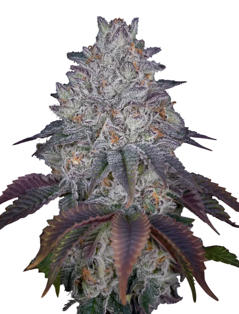 Kings Tart – Produktansicht