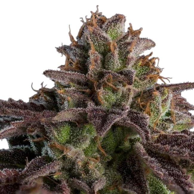 Kmintz Auto | AUTOFEM | Ripper Seeds