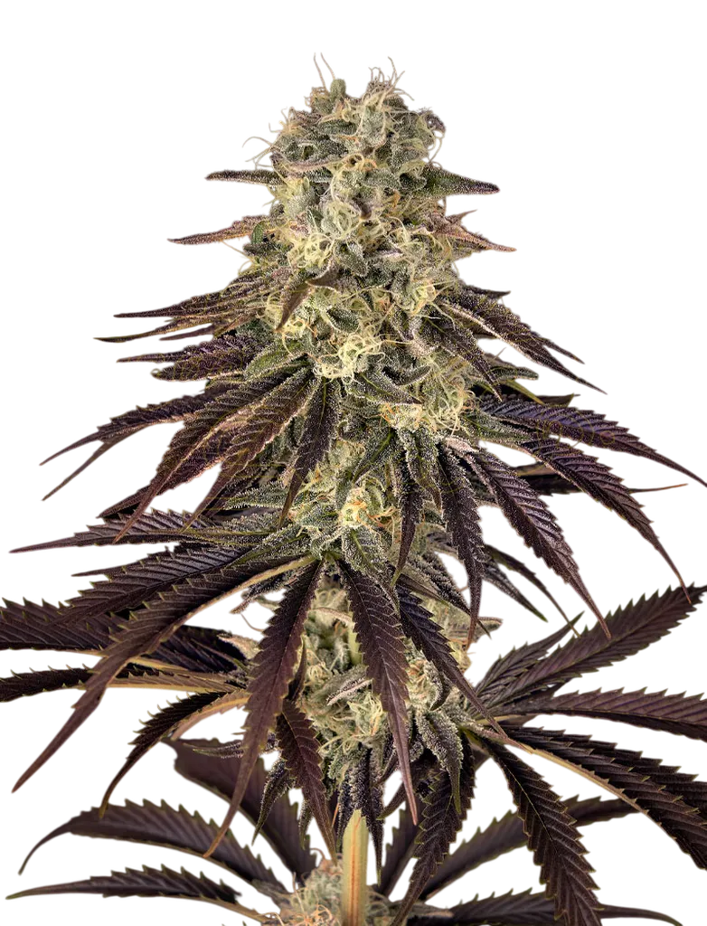 Kongs Krush | PHOTOFEM | Greenhouse Seed Co.