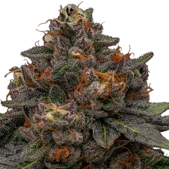 Korenji | PHOTOFEM | Ripper Seeds
