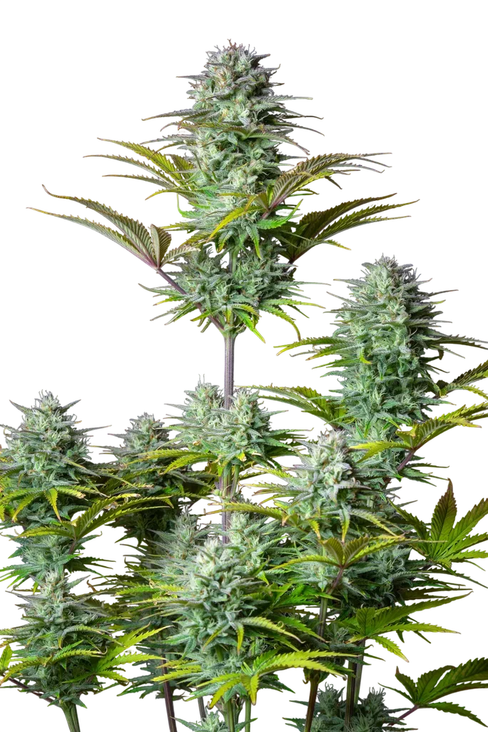 Kosher Cake Auto | AUTOFEM | Fast Buds
