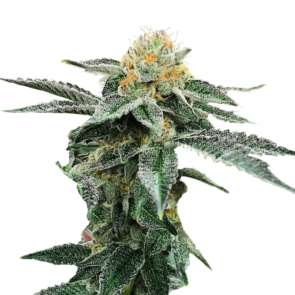Kosher Cookies | PHOTOFEM | DNA Genetics