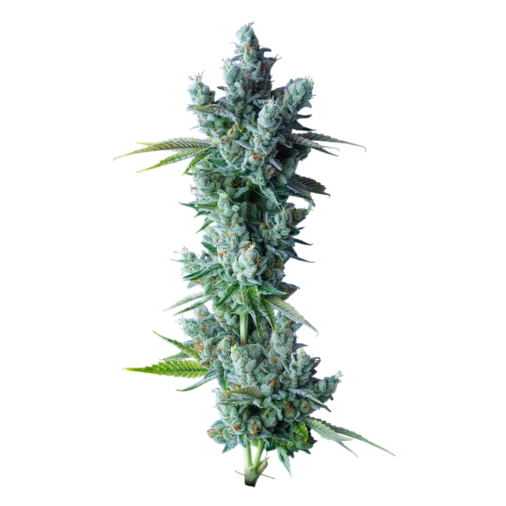 Kosher Dawg | PHOTOFEM | DNA Genetics
