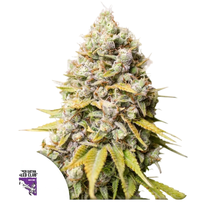 Kosher Haze – Produktansicht