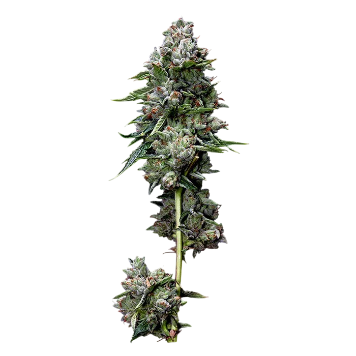 Kosher Kush – Produktansicht