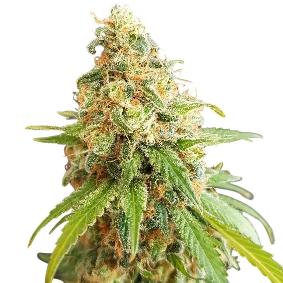 Kosher Kush – Produktansicht