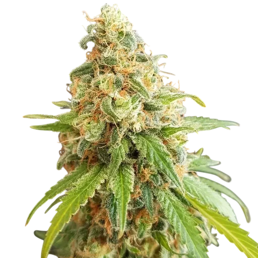 Kosher Kush