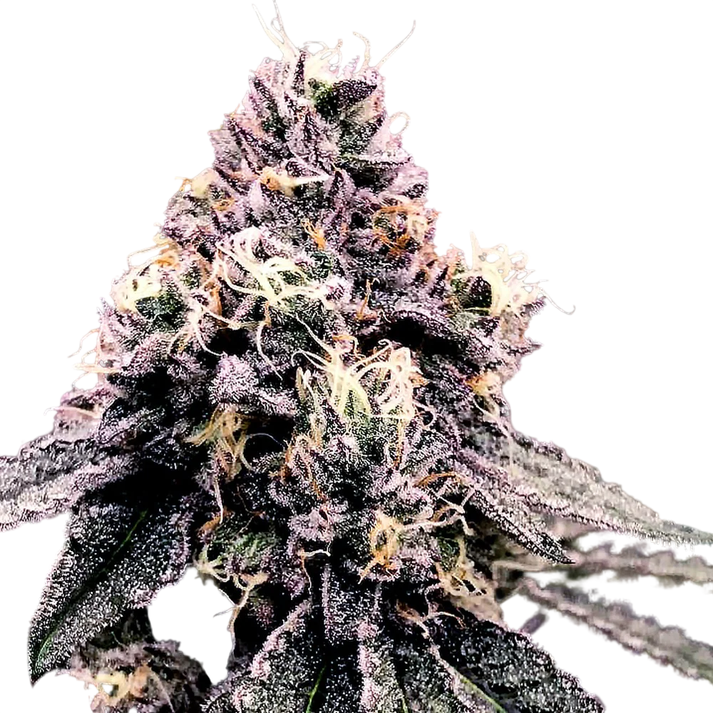 Kosher Pie | PHOTOFEM | DNA Genetics