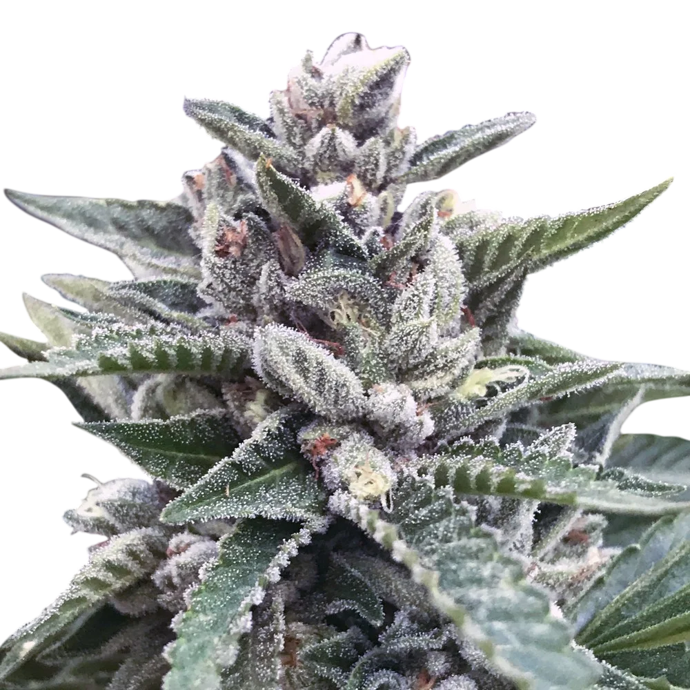 Kosher Sorbet – Produktansicht