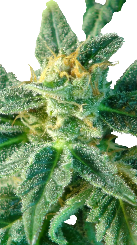 Kritic (Kritic 70) Auto – Produktansicht