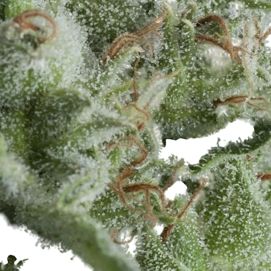 Kryptonite Auto | AUTOFEM | Pyramid Seeds