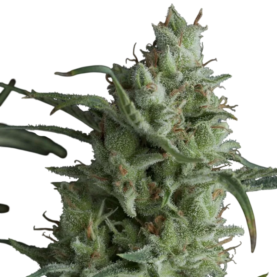 Kryptonite – Produktansicht