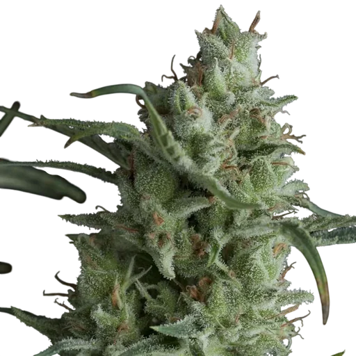 Kryptonite