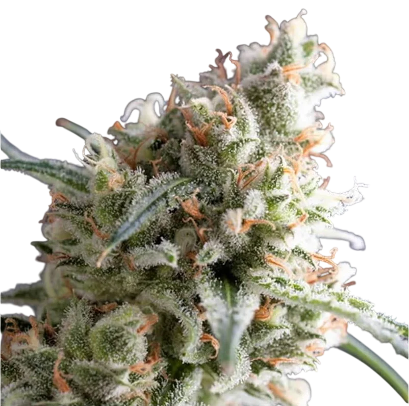 Kukulkan | PHOTOFEM | Pyramid Seeds