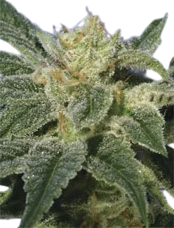 Kushage | PHOTOFEM | T.H. Seeds