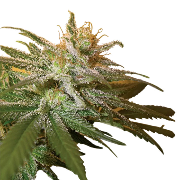 Kushberry | PHOTOFEM | DNA Genetics