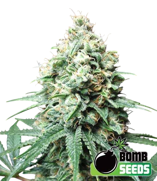 Kush Bomb – Produktansicht