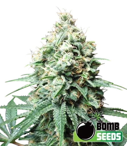 Kush Bomb