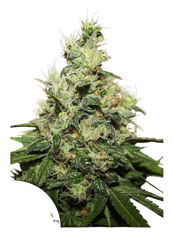 Kush CBD – Produktansicht