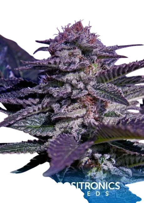 Kush Express Auto – Produktansicht