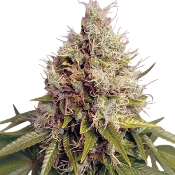Kush Mass Auto – Produktansicht