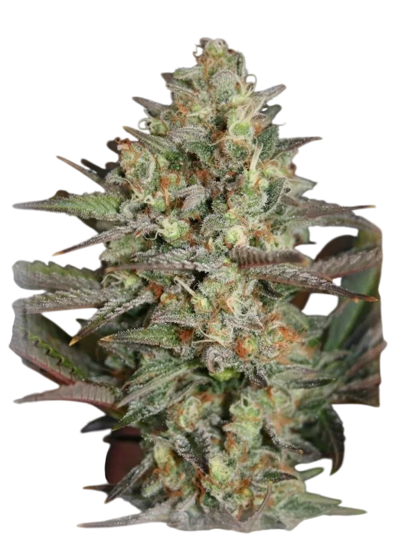 Kush Mass – Produktansicht