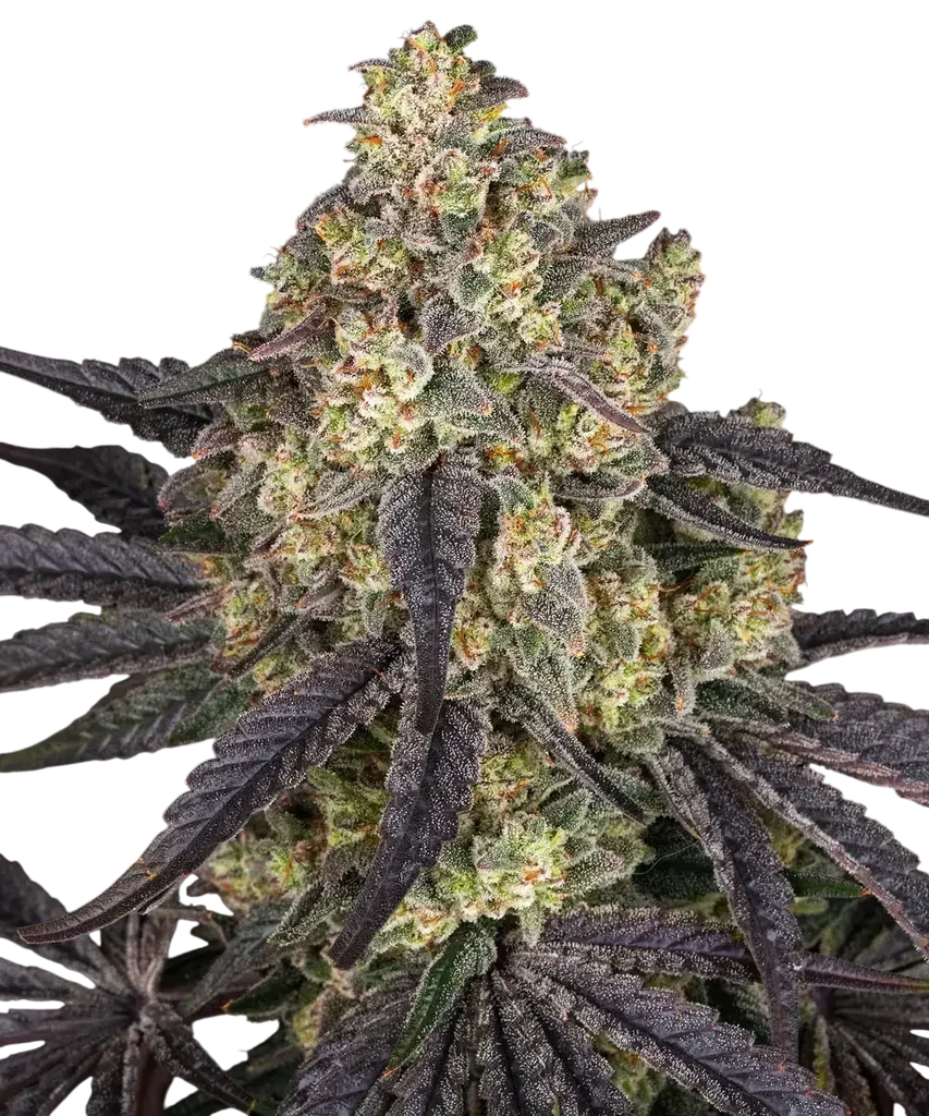 Kush Mintz – Produktansicht
