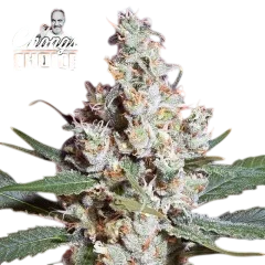 L.A. Amnesia