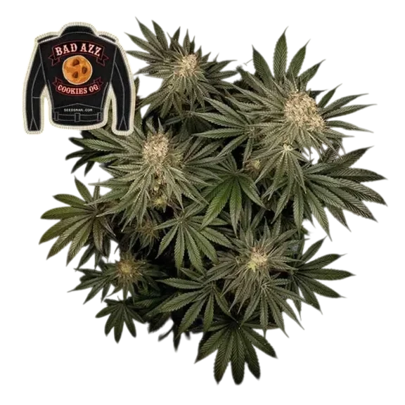 Badazz Cookies OG – Produktansicht