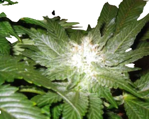 La Blanca | PHOTOFEM | Kannabia Seeds
