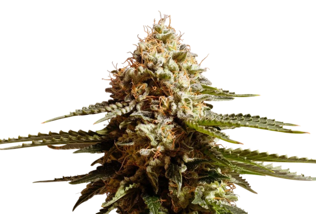 La Blanca – Produktansicht