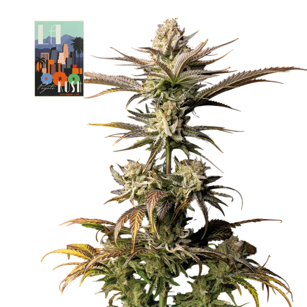 L.A. Peyote Kush | PHOTOFEM | Seedsman