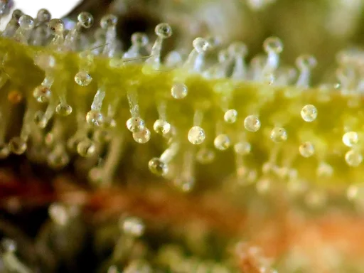 Badazz OG Cheese