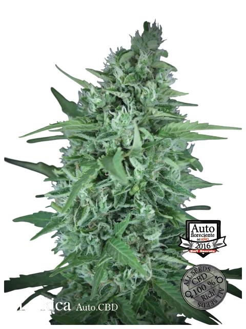 La Rica CBD Auto – Produktansicht