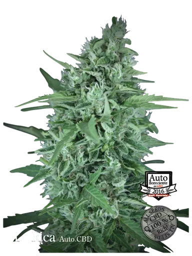 La Rica CBD Auto