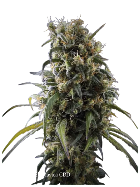 La Rica Classic CBD – Produktansicht