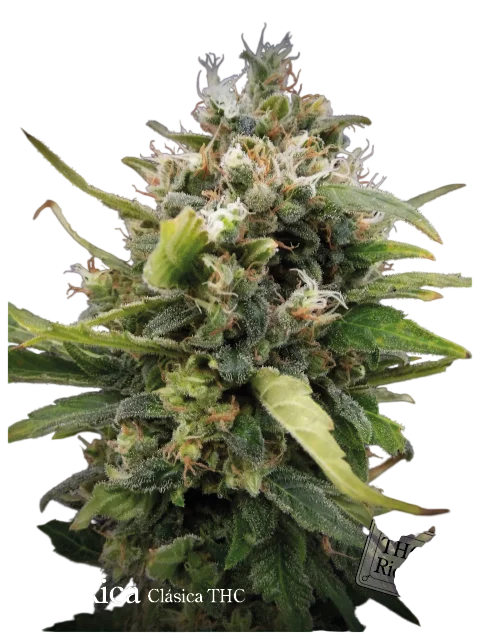 La Rica Classic THC – Produktansicht