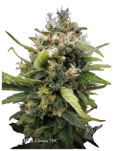 La Rica Classic THC
