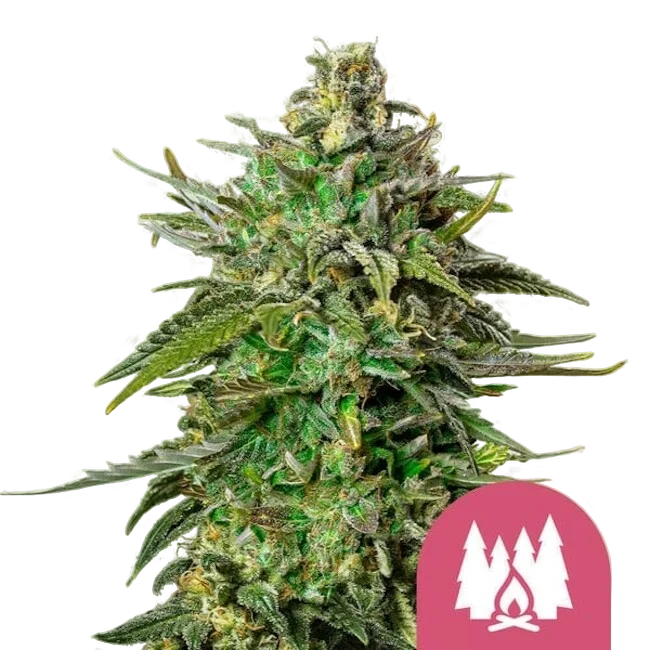 Larry OG – Produktansicht