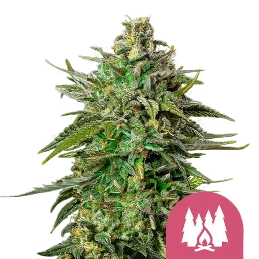 Larry OG | PHOTOFEM | Royal Queen Seeds