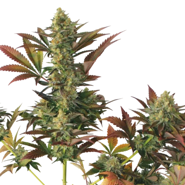 Larrys Lemon OG – Produktansicht